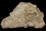 Permian Amphibian (Eryops) Partial Sacrum Fossil - Texas #155167-2